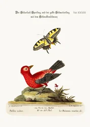 Der scharlachrote Spatz und der gelbe Schwalbenschwanz-Schmetterling, 1749-73